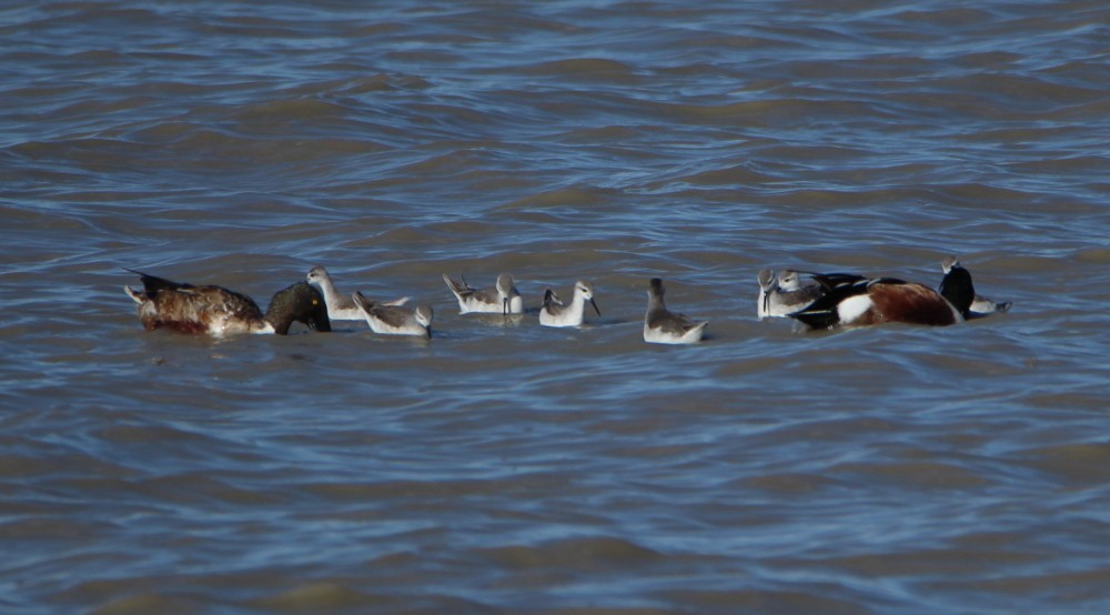 Falaropo Tricolor - ML197043351