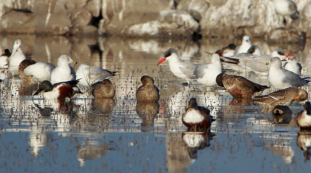 Caspian Tern - Paul Lewis