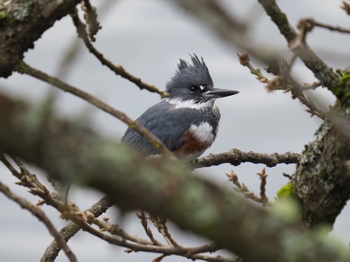 Belted Kingfisher - ML197044251