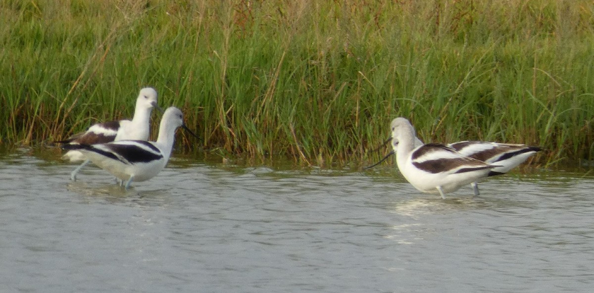 American Avocet - ML197044341