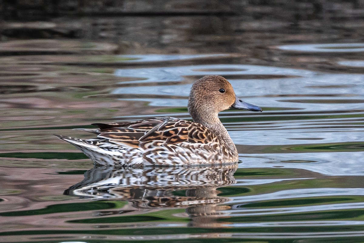 Northern Pintail - ML197044441