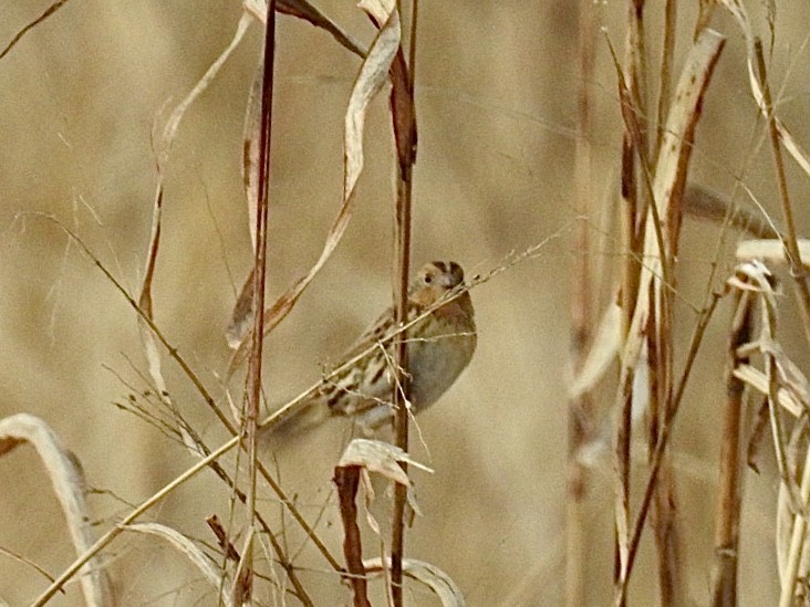 LeConte's Sparrow - ML197045071