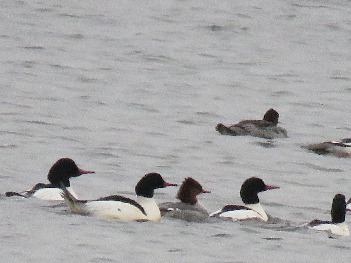 Common Merganser - Catherine Boisseau