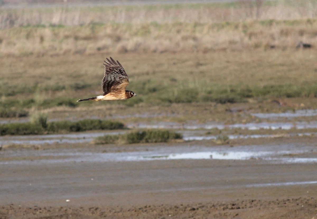 Northern Harrier - Kaia Colestock