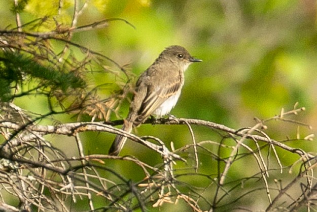 Eastern Phoebe - John Reynolds