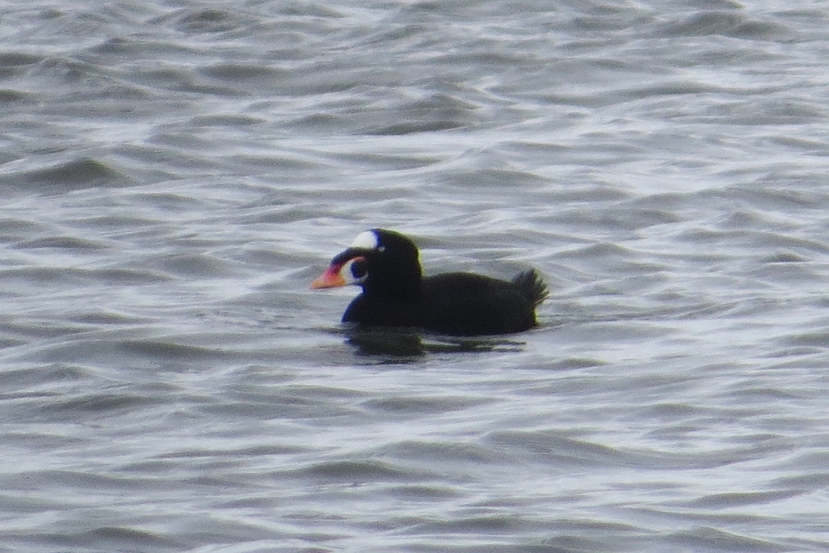 Surf Scoter - ML197047831