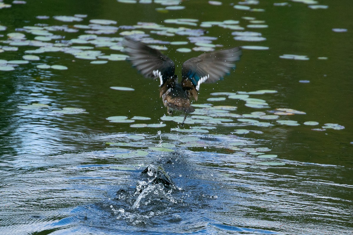 Wood Duck - ML197048371