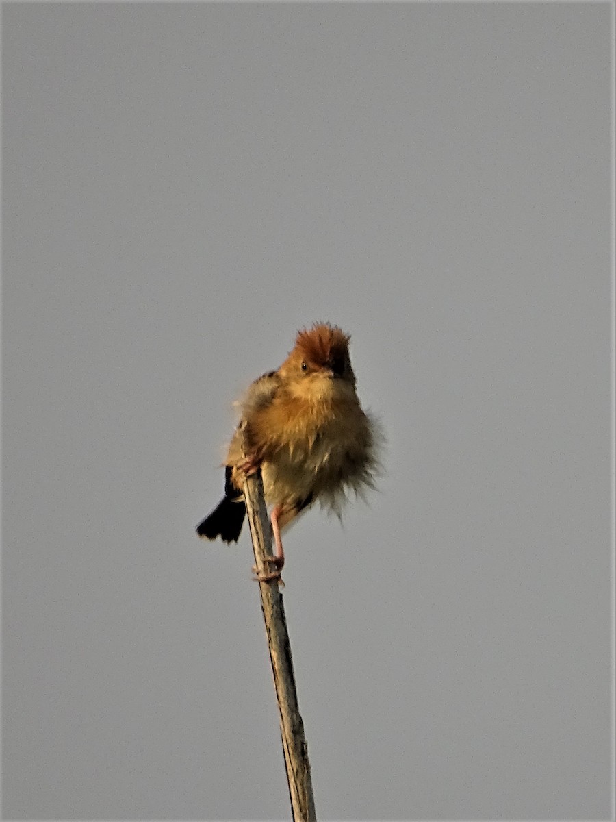 Golden-headed Cisticola - ML197048731