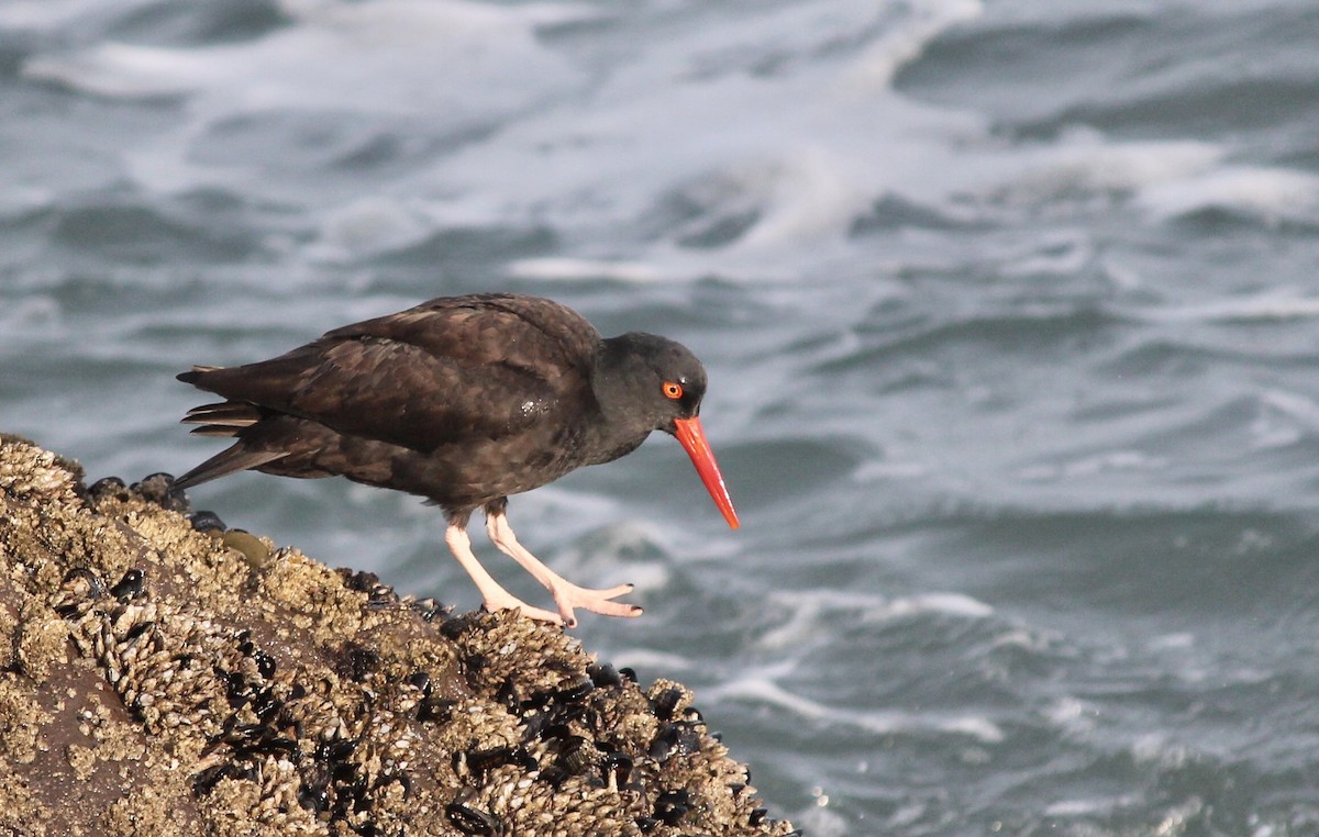 Black Oystercatcher - ML197049321