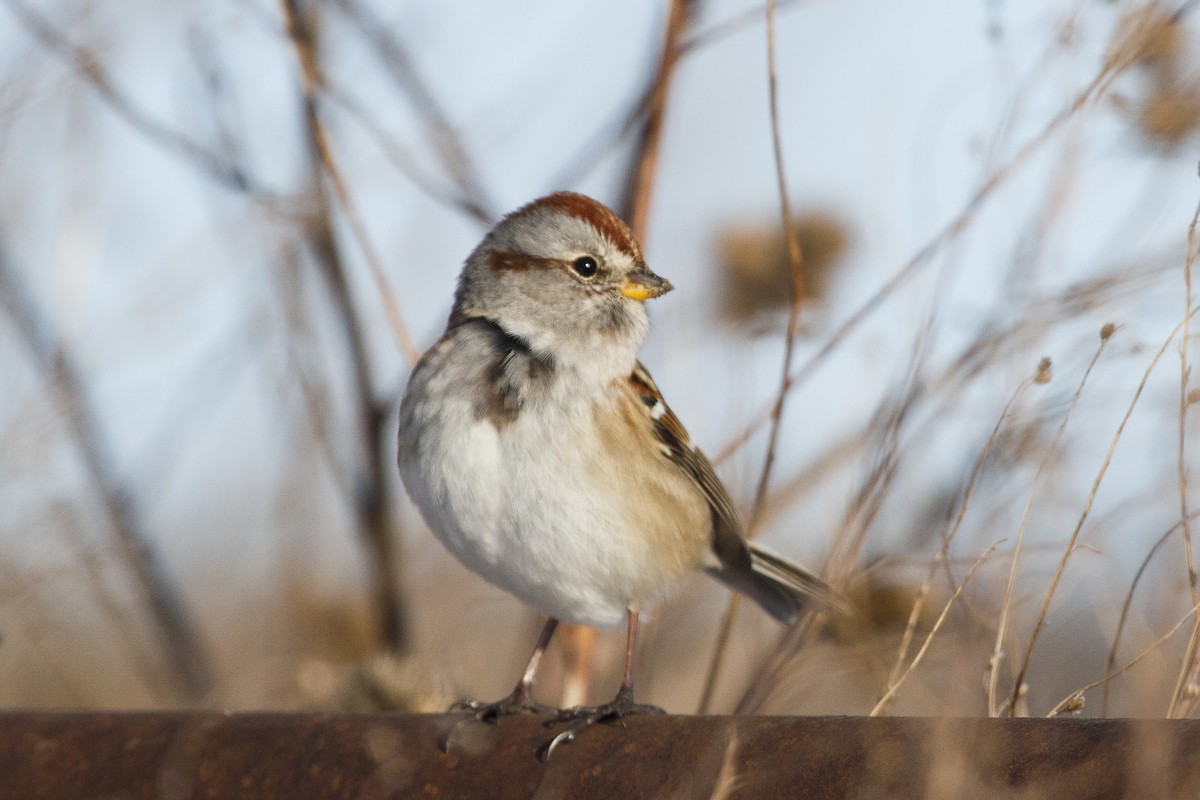 American Tree Sparrow - ML197049551