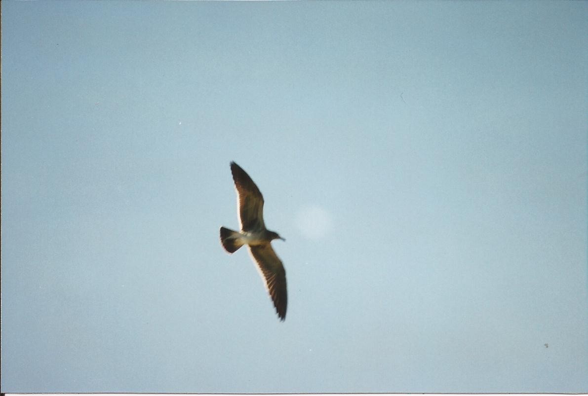 Laughing Gull - ML197049921