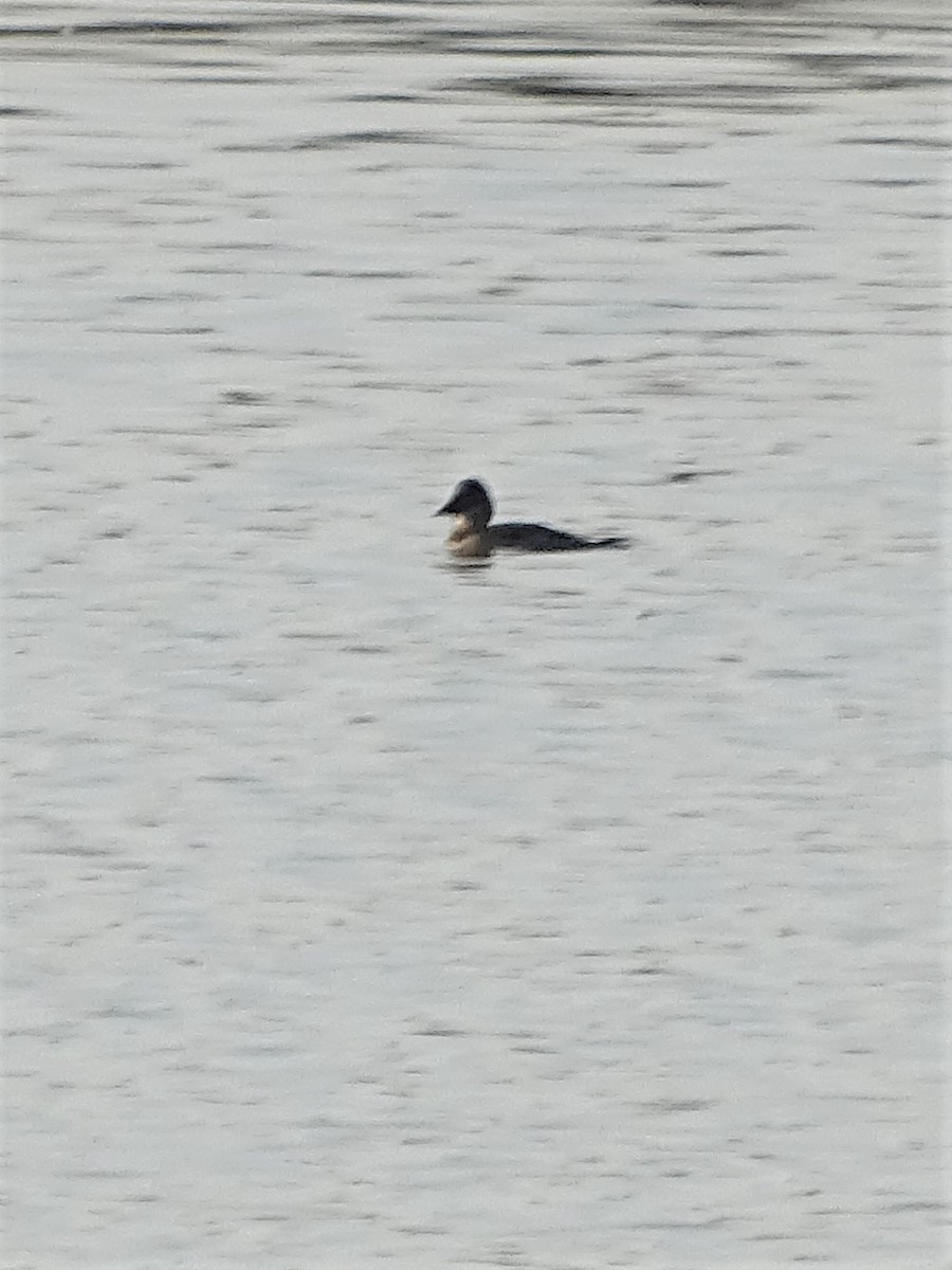 Blue-billed Duck - ML197050091