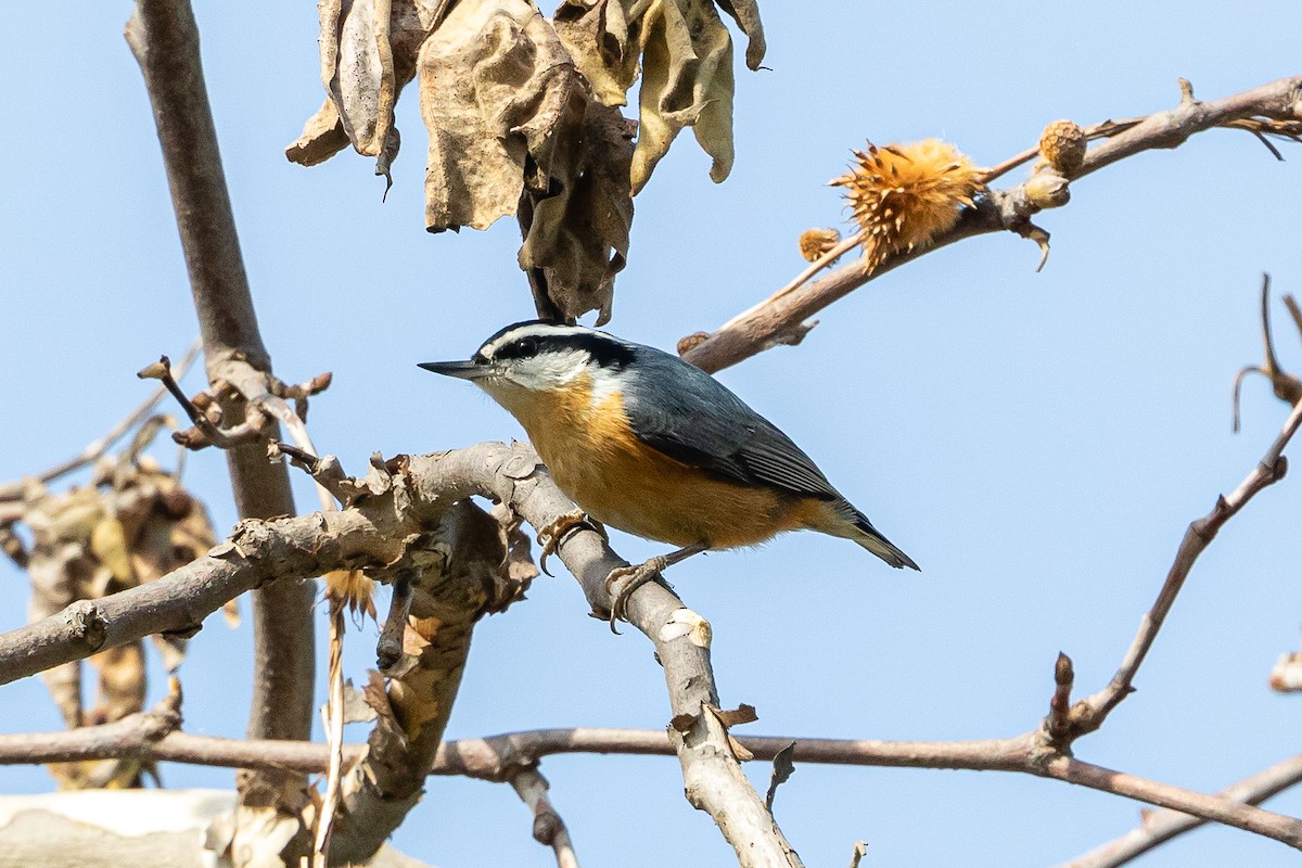Red-breasted Nuthatch - ML197051861