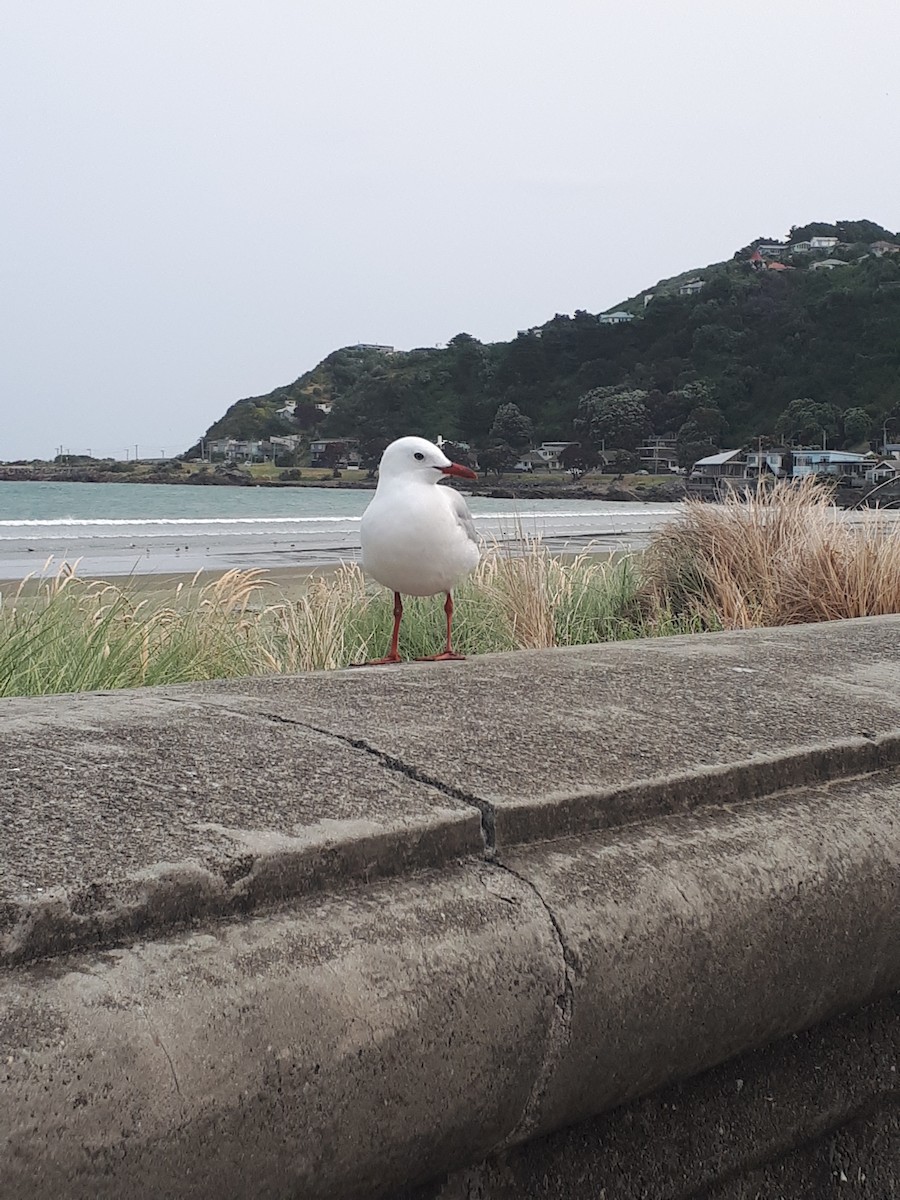 Silver Gull - ML197051911