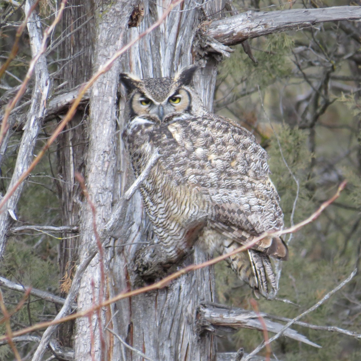 Great Horned Owl - ML197052701