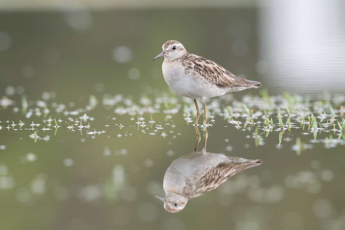 Sharp-tailed Sandpiper - ML197054351