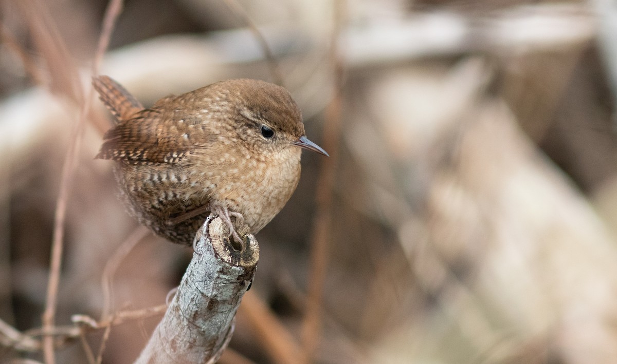 Winter Wren - ML197055111