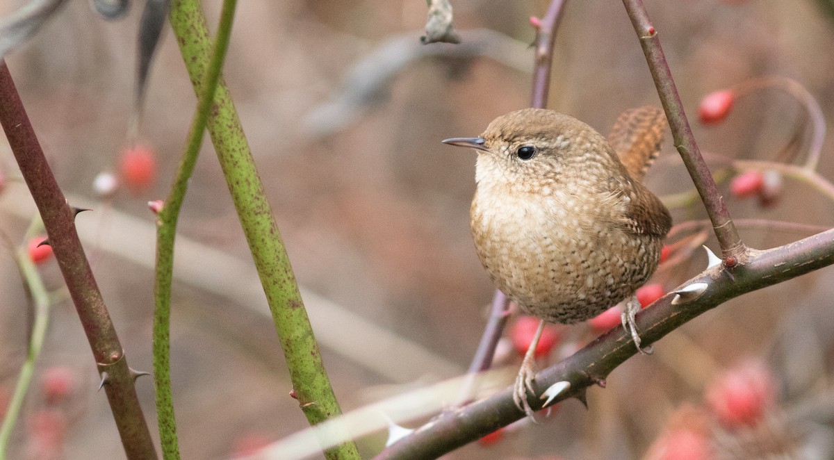 Winter Wren - ML197055131