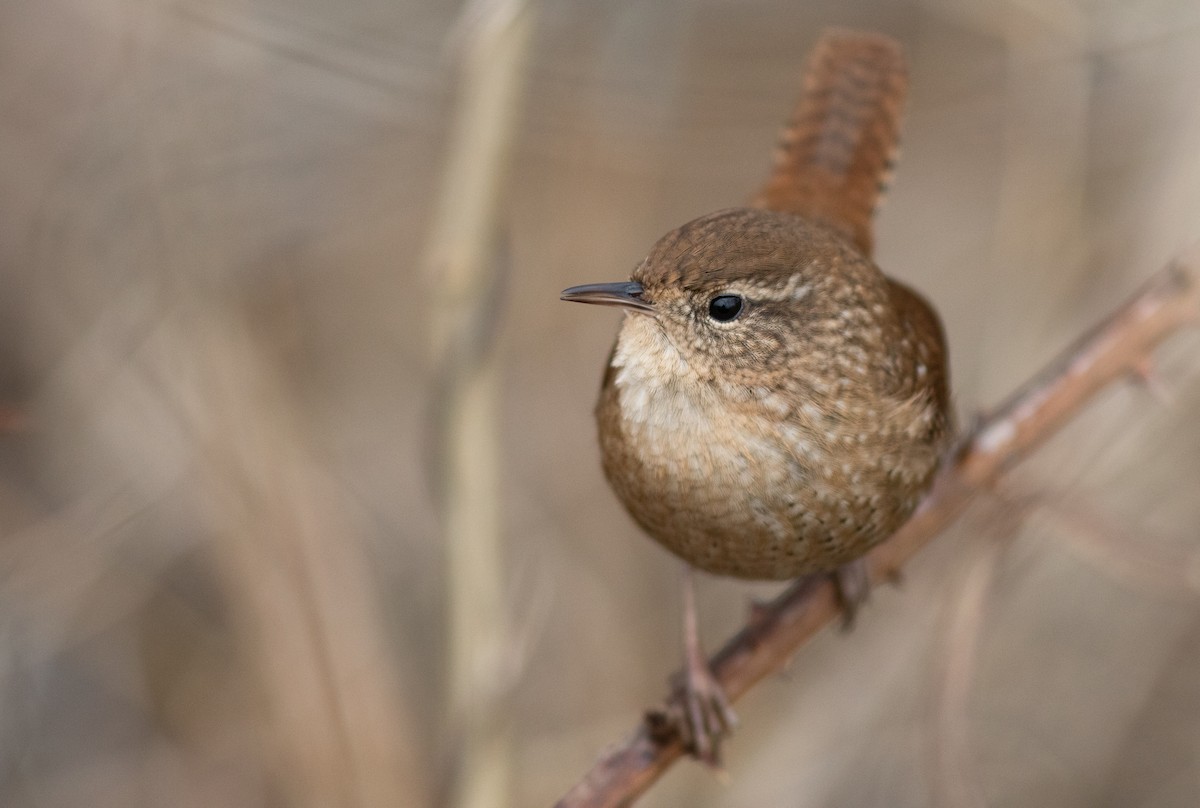 Winter Wren - ML197055281