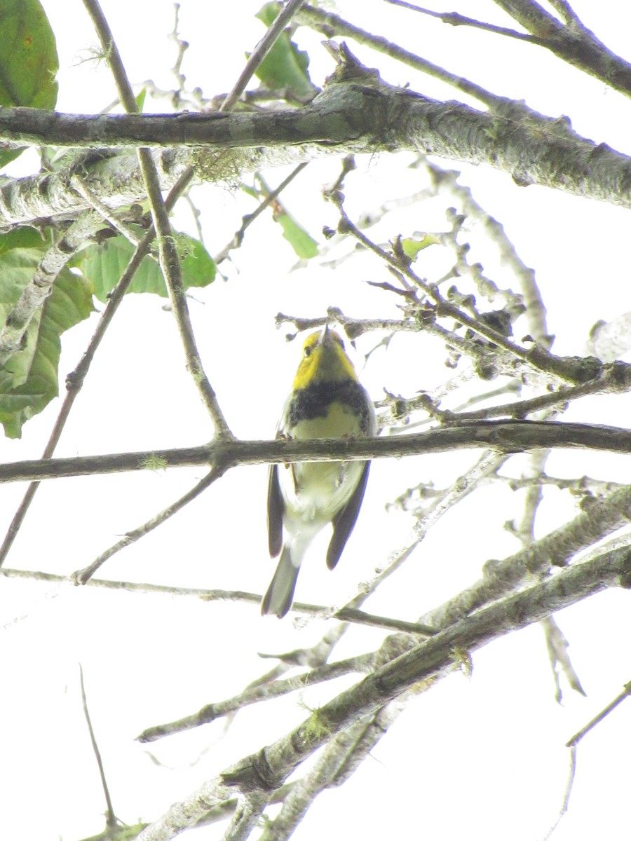Black-throated Green Warbler - ML197056491