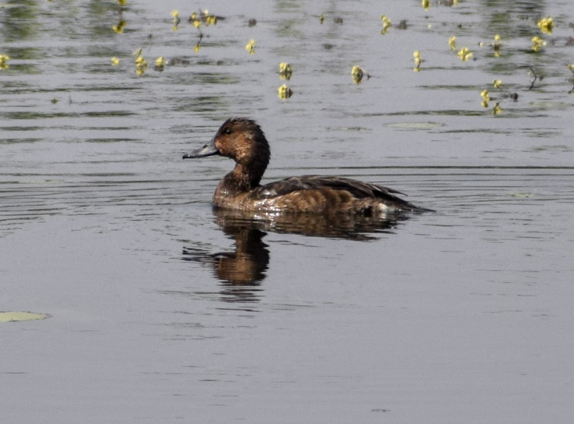 Ferruginous Duck - ML197057351