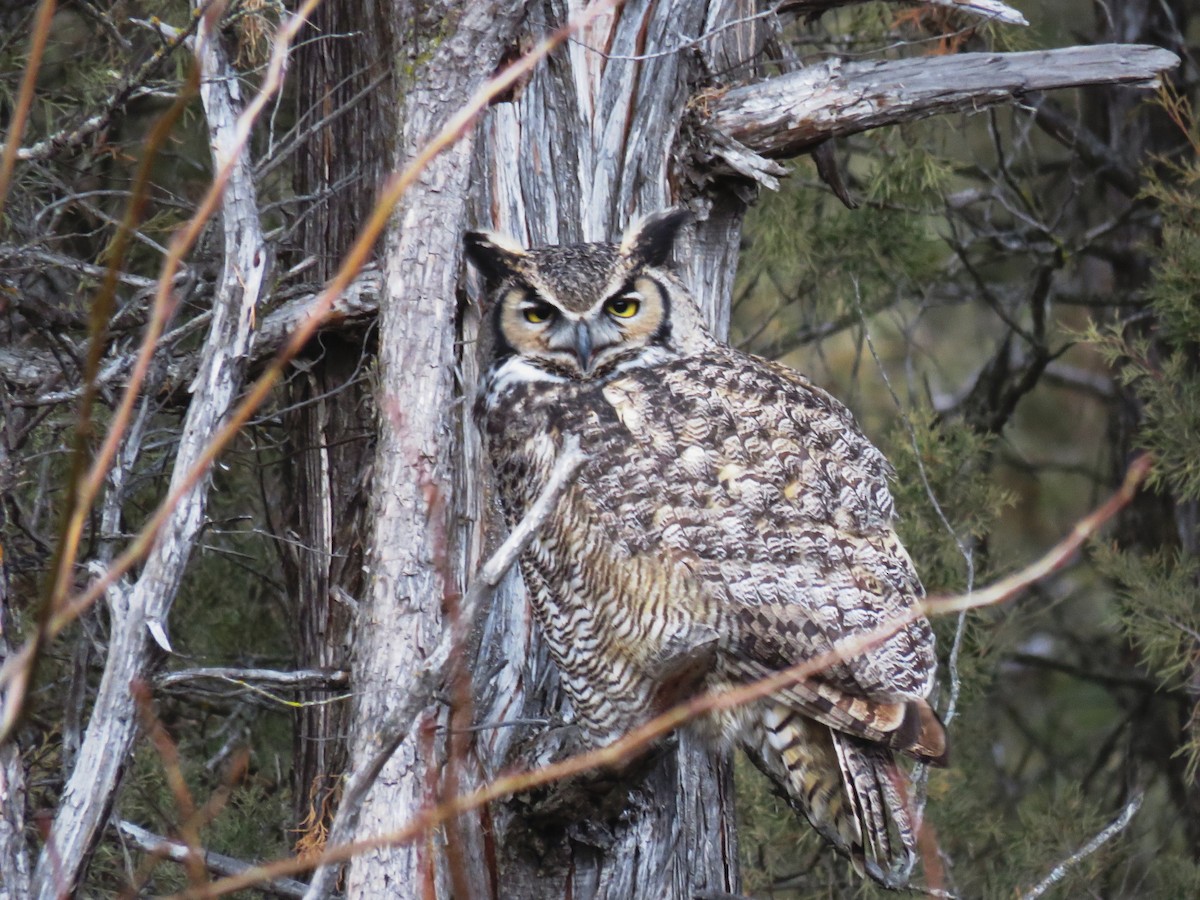 Great Horned Owl - ML197057801