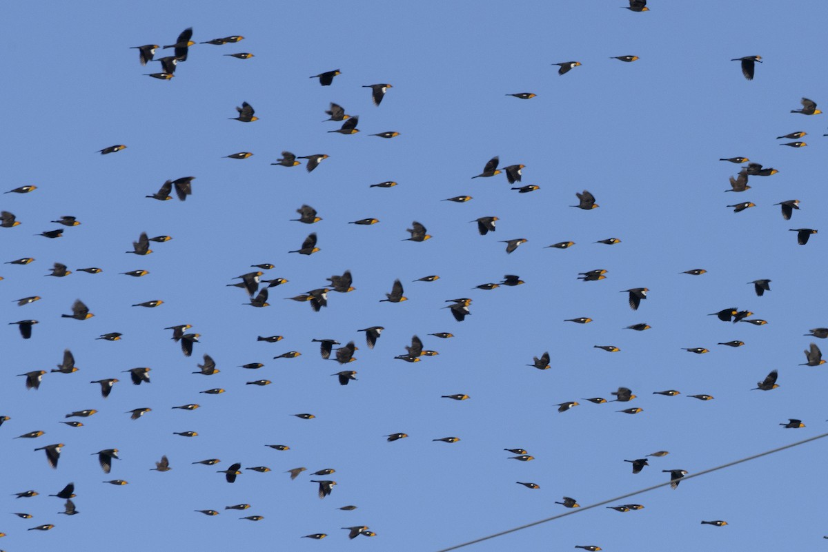 Yellow-headed Blackbird - ML197059171