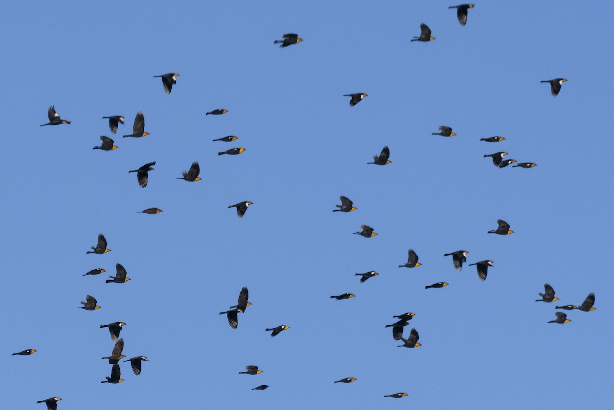 Yellow-headed Blackbird - ML197060001