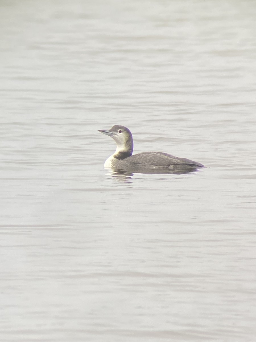 Common Loon - ML197061921