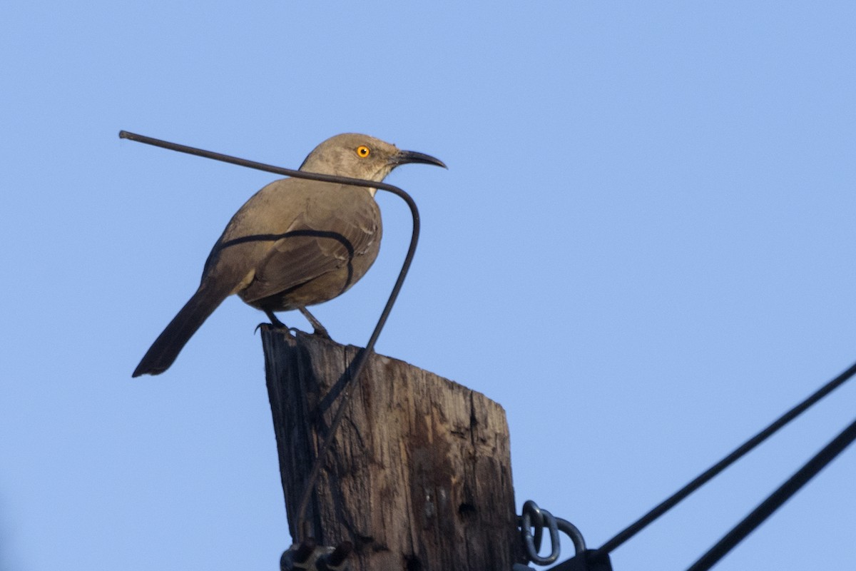 Curve-billed Thrasher - ML197061981