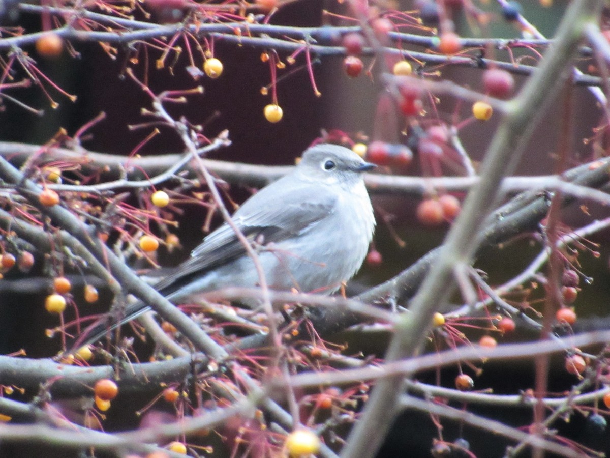 Townsend's Solitaire - ML197062071