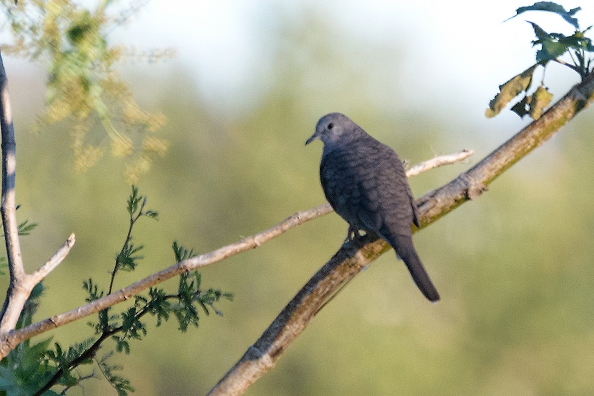 Inca Dove - ML197062701