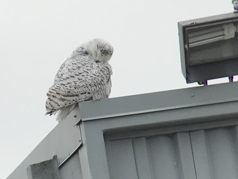 Snowy Owl - ML197063011