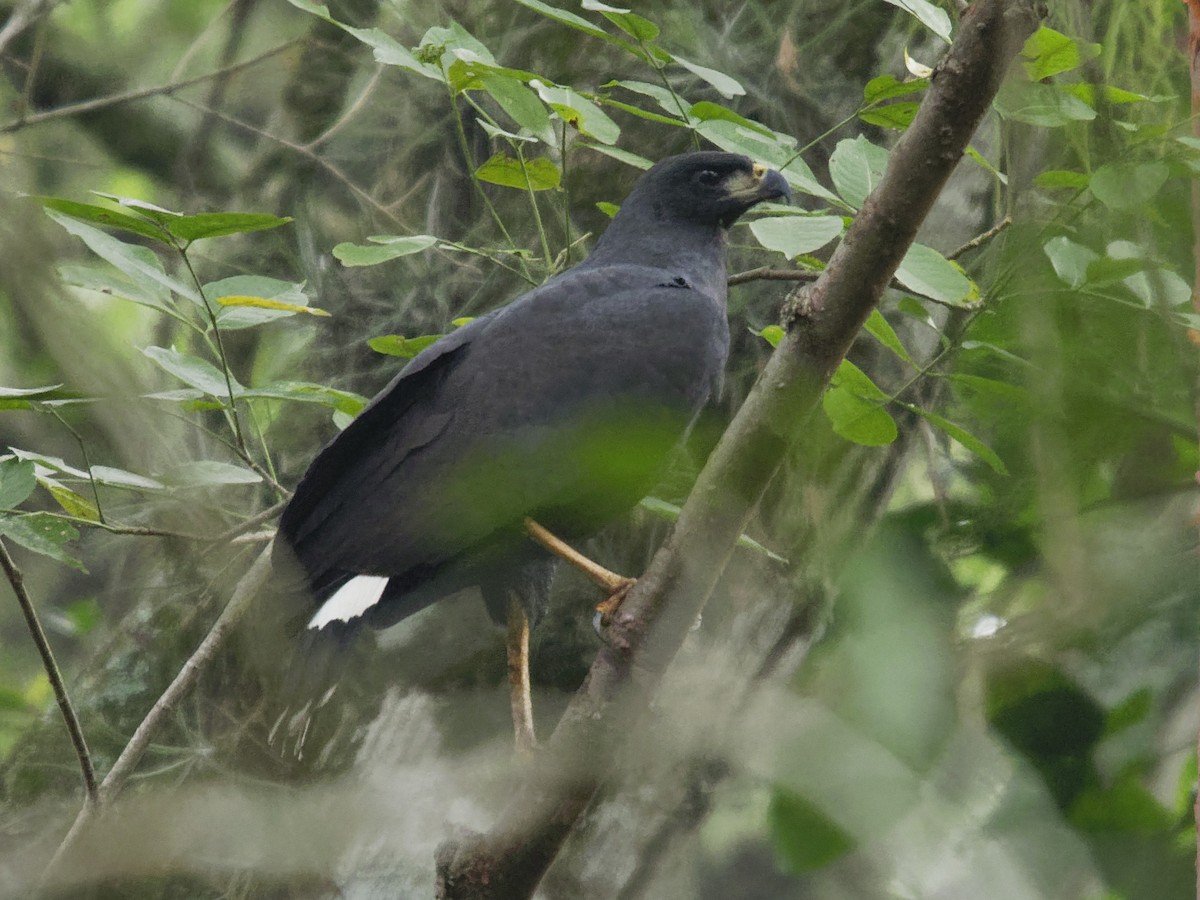 Krabbenbussard - ML197063411