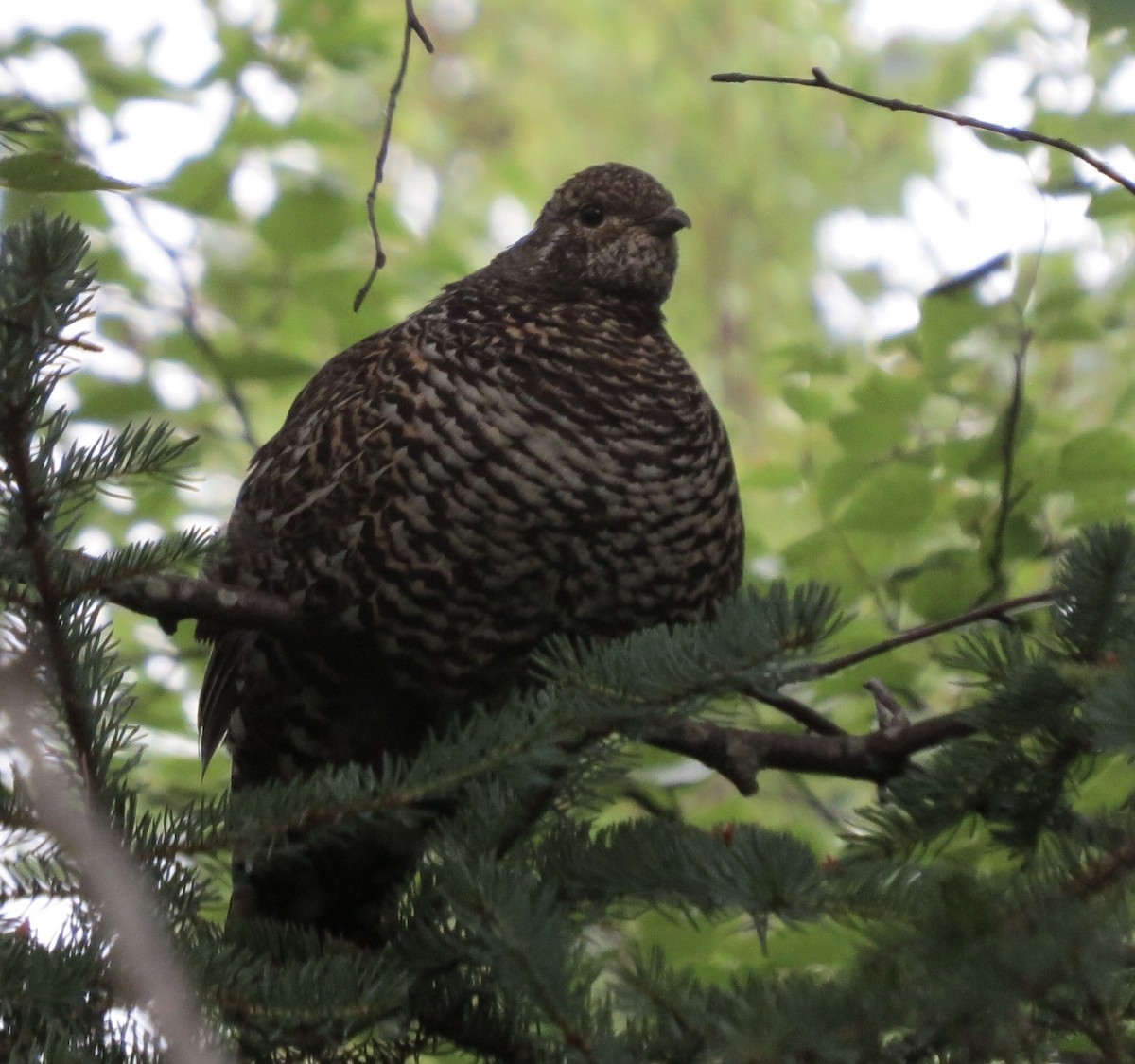 Spruce Grouse - ML197065091