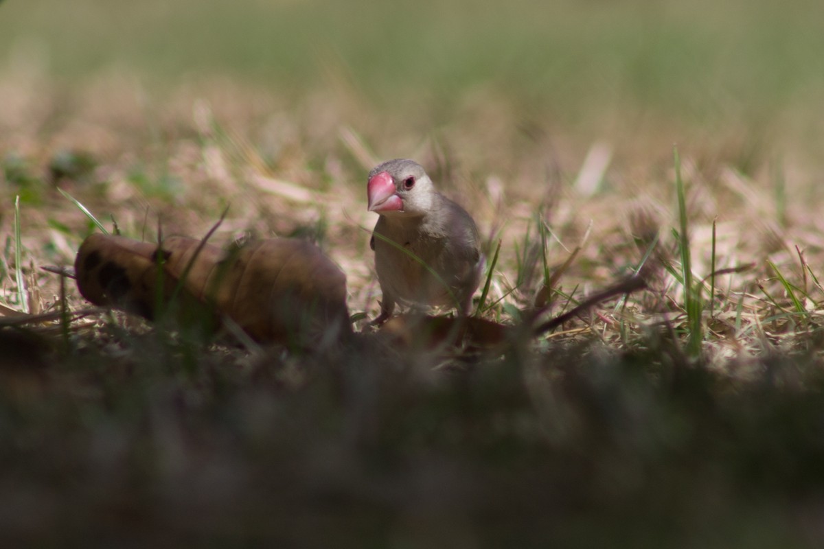 Java Sparrow - ML197066641