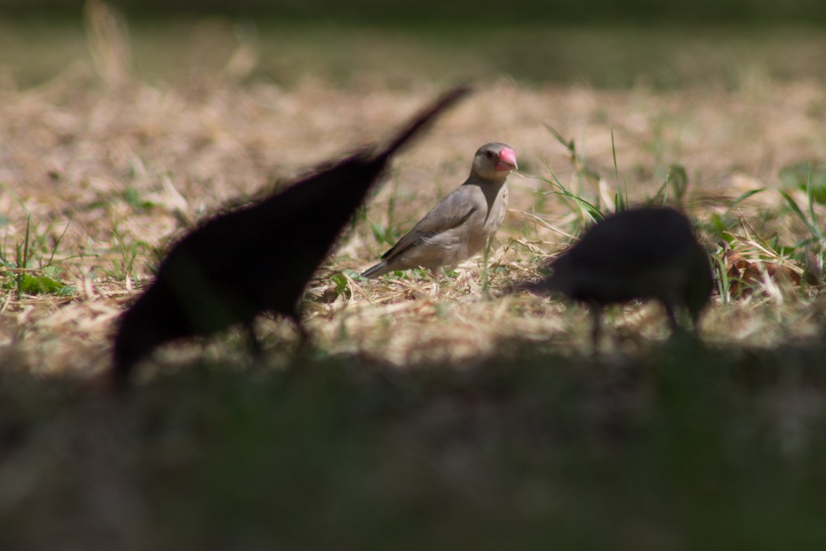 Java Sparrow - ML197067361