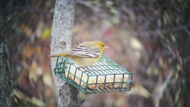 Bullock's Oriole - ML197068971