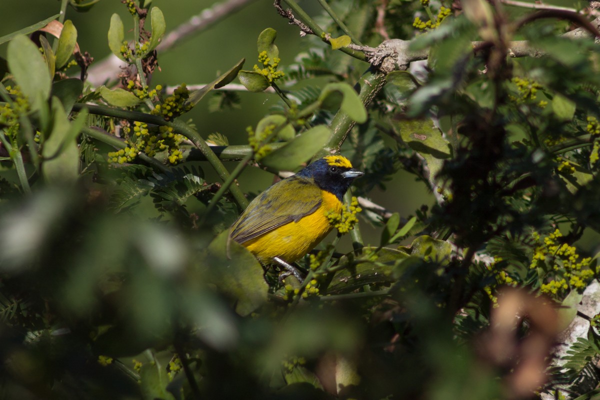 Trinidad Euphonia - Maickerson Campos García