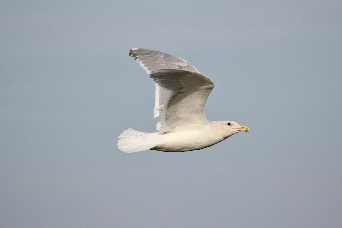 Glaucous-winged Gull - ML197069601