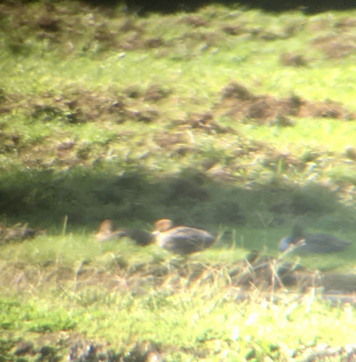 Eurasian Wigeon - ML197070621