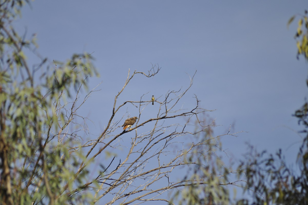 Cassin's Kingbird - ML197072171