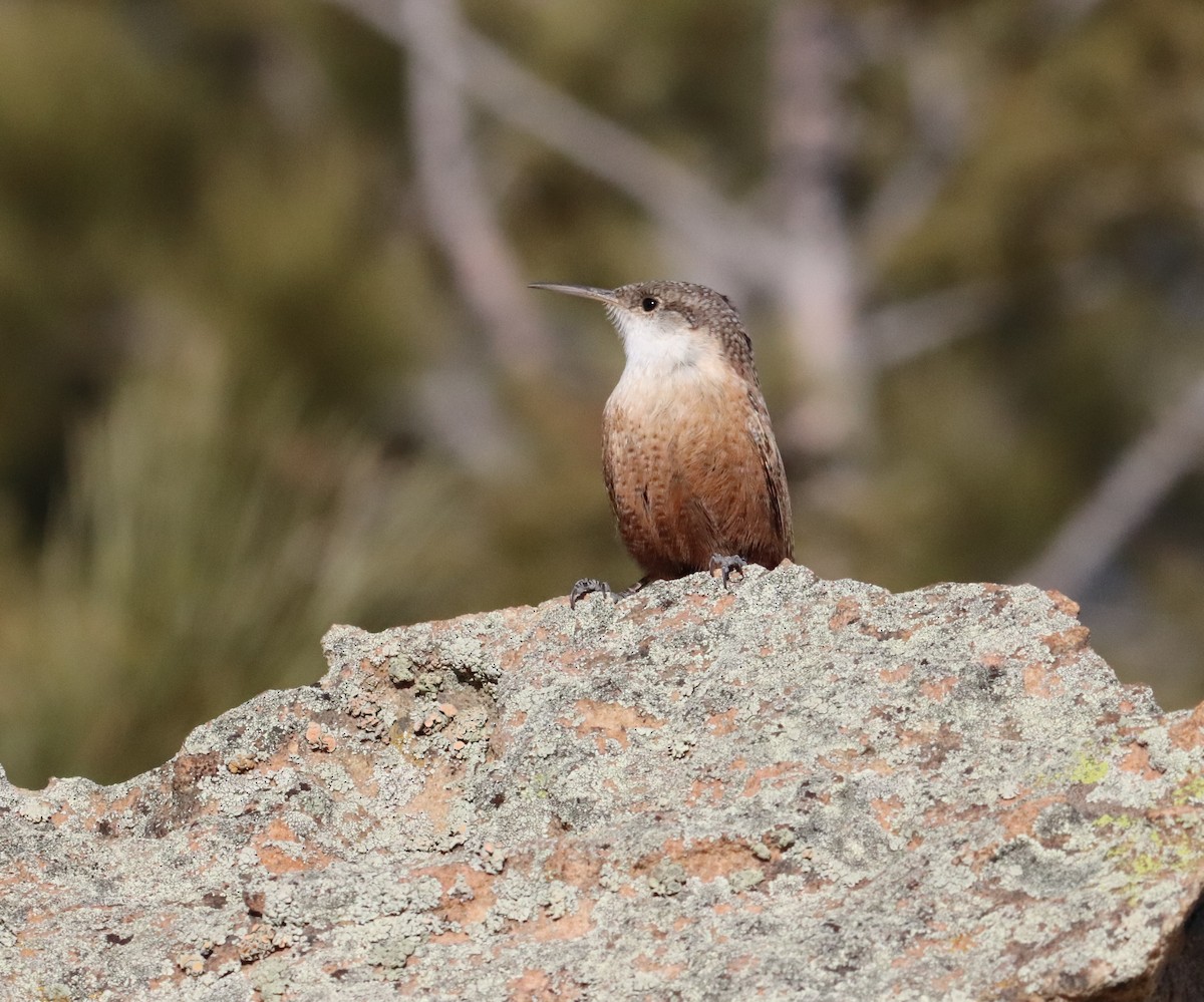 Canyon Wren - ML197073791