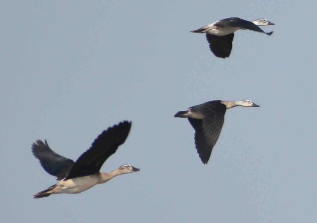 Knob-billed Duck - ML197074051