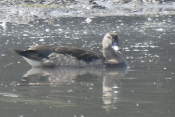 Knob-billed Duck - ML197074341