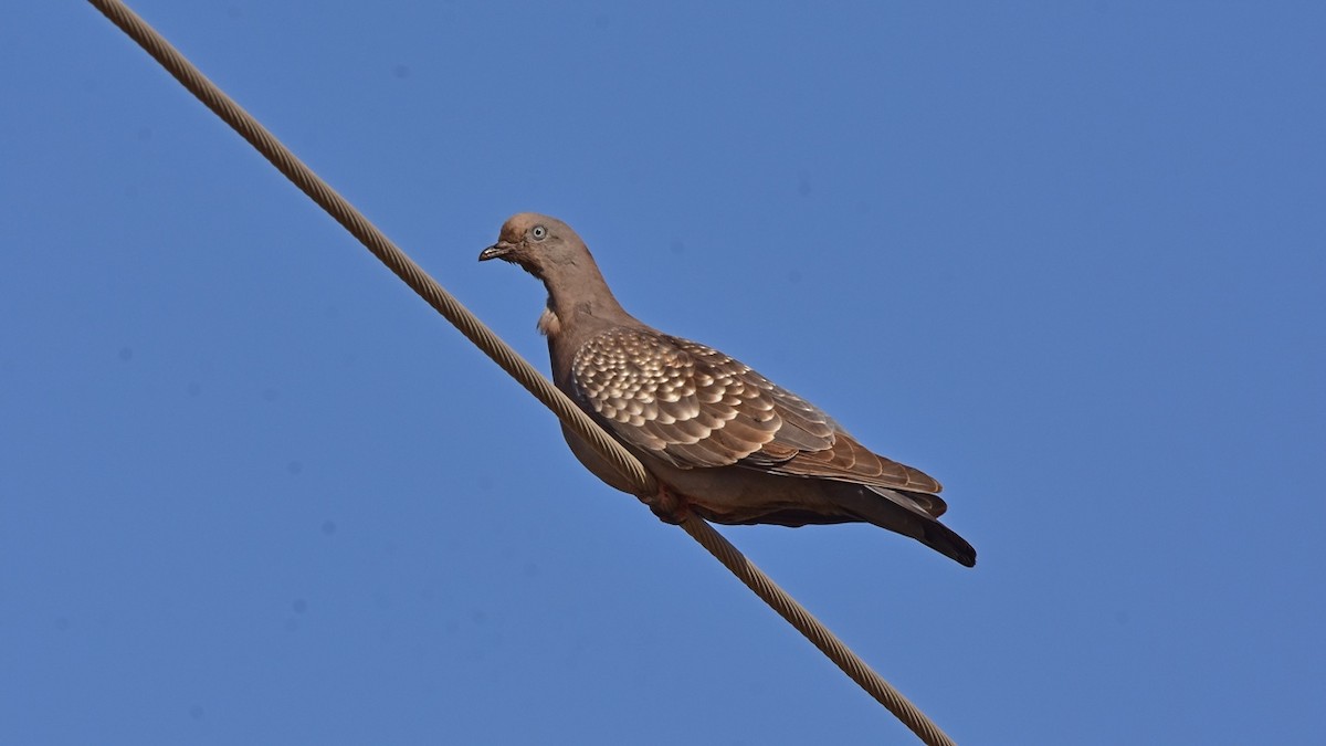 Spot-winged Pigeon - Carlos De Biagi