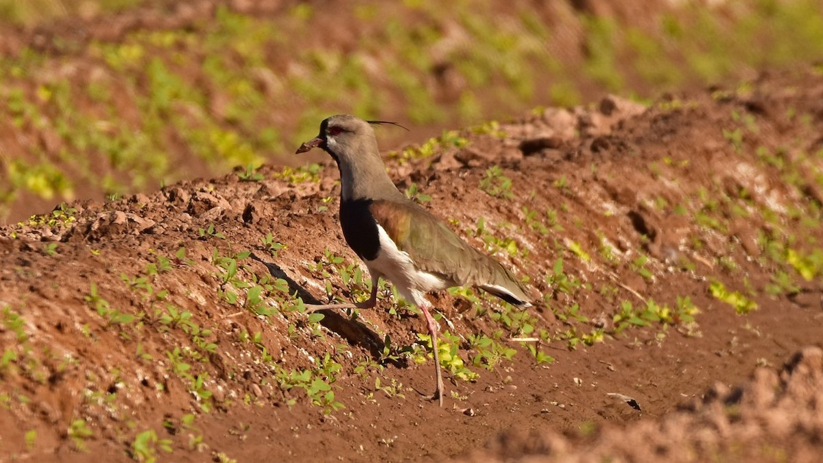 Southern Lapwing - Carlos De Biagi