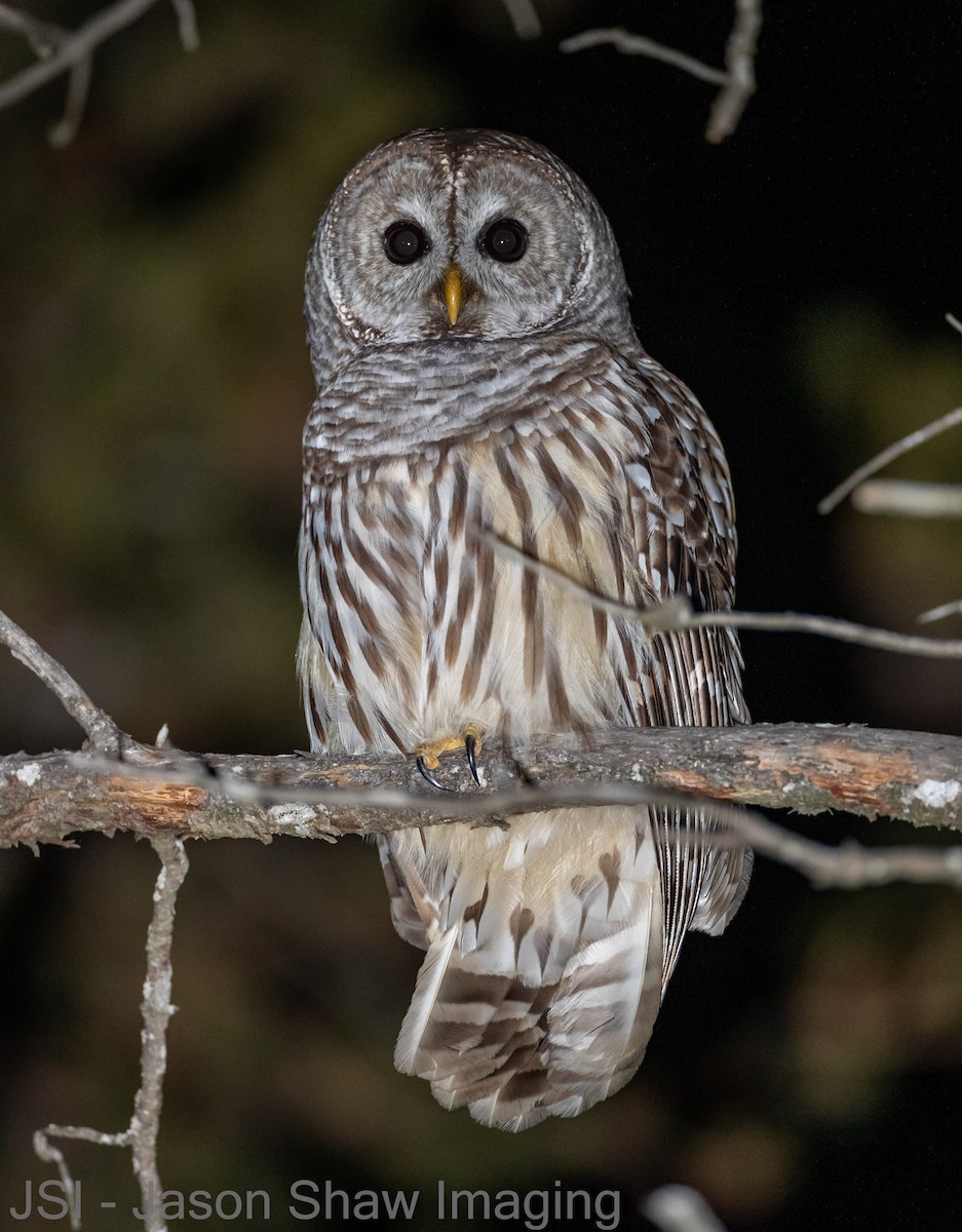 Barred Owl - ML197074721