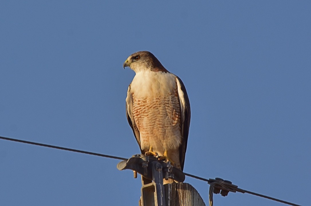 Variable Hawk - Carlos De Biagi