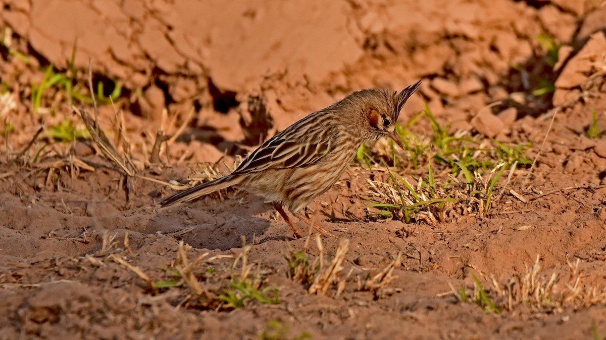 Lark-like Brushrunner - ML197075331